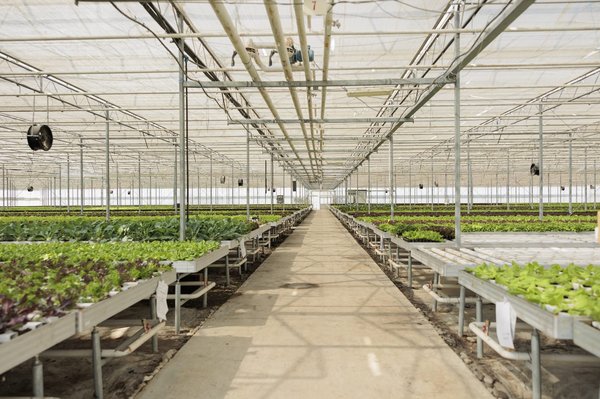 Permaculture : une approche holistique du jardinage